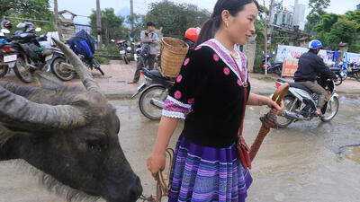 Một người phụ nữ Mông đem trâu xuống chợ bán