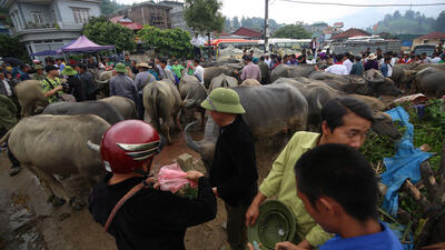 Chợ trâu Bắc Hà (Lào Cai) là chợ trâu lớn nhất ở vùng Tây Bắc